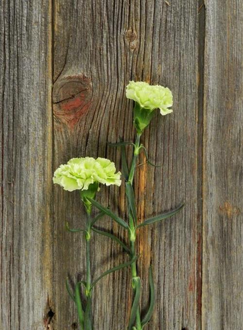 VORAGINE GREEN CARNATIONS